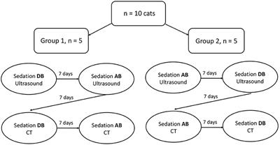 Effects of Butorphanol With Alfaxalone or Dexmedetomidine on Feline Splenic Size and Appearance on Ultrasound and Computed Tomography